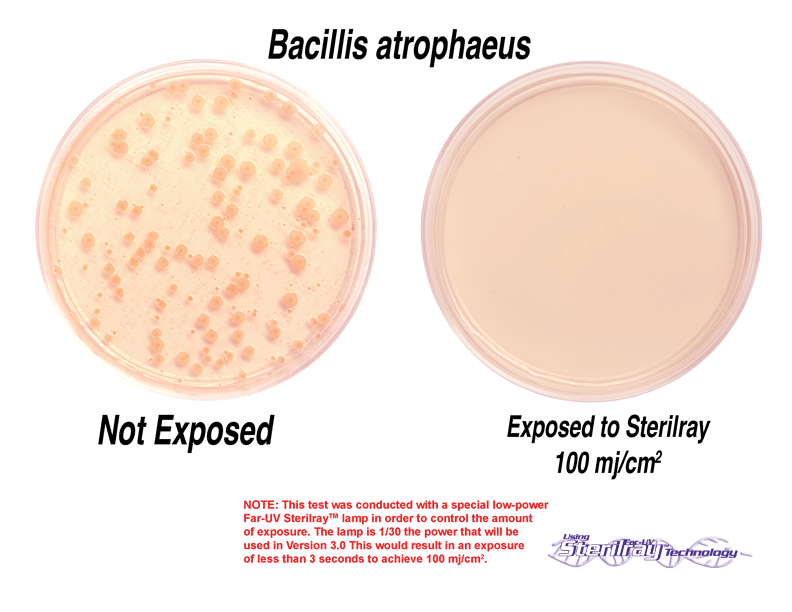 Bacillus petri dishes