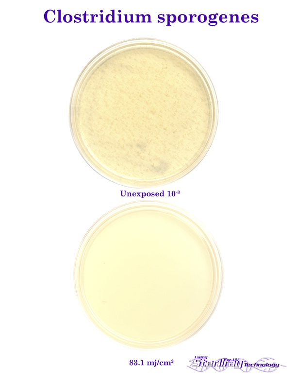 Clostridium petri dishes