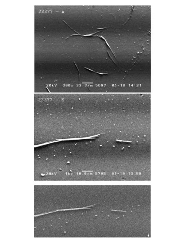 Micrograph B atrophaeus